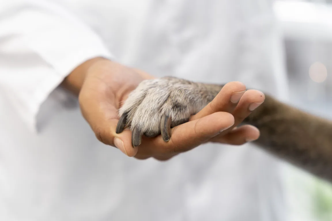 ONG fecha por falta de recursos para atender cães e gatos . Foto: Reprodução Freepik ONG fecha por falta de recursos para atender cães e gatos . Foto: Reprodução Freepik