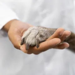 ONG fecha por falta de recursos para atender cães e gatos . Foto: Reprodução Freepik