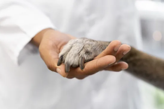 ONG fecha por falta de recursos para atender cães e gatos . Foto: Reprodução Freepik