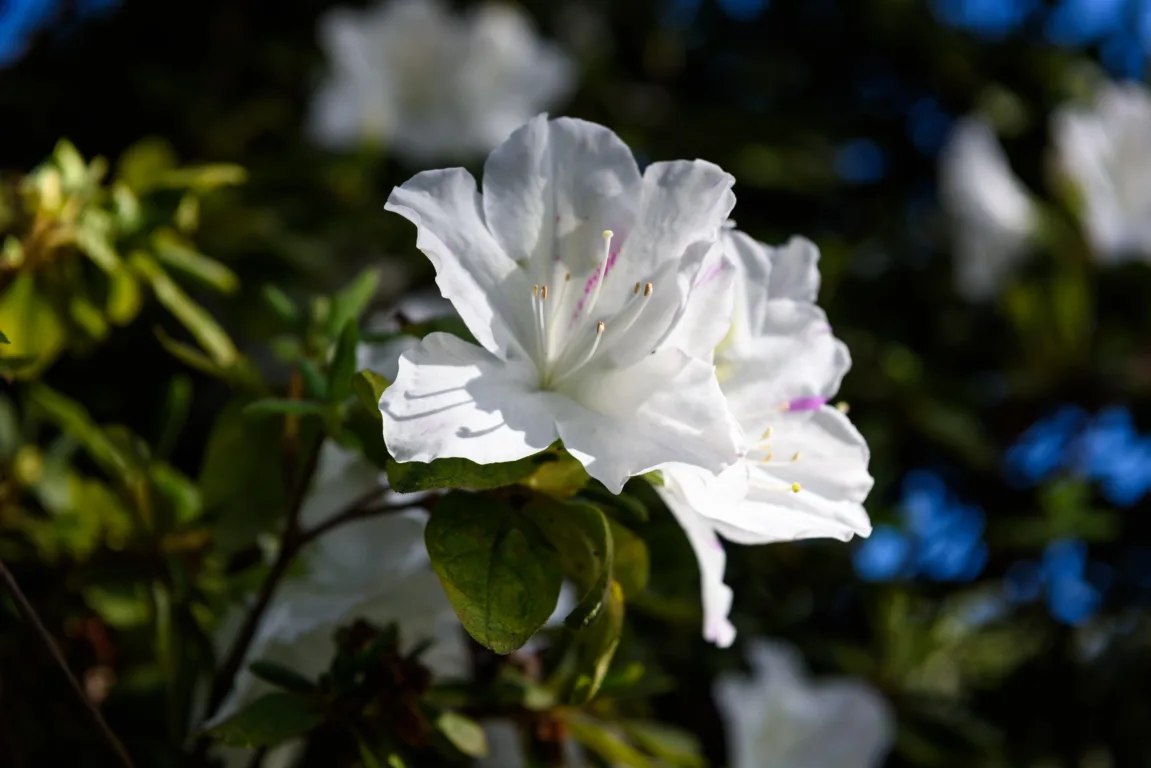 Gardenia reage ao excesso de umidade nas folhas — veja o sinal de alerta - FOTO BY FREEPIK