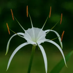 Lírio-aranha 6 curiosidades da flor exótica