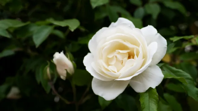 Gardenia reage ao excesso de umidade nas folhas — veja o sinal de alerta - FOTO BY FREEPIK