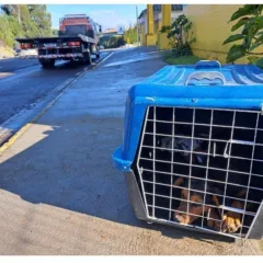 Foto: Brigada Militar/Divulgação