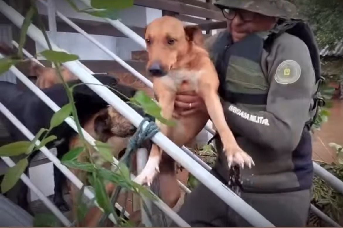 animais resgatados chuva