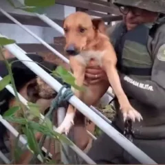 animais resgatados chuva