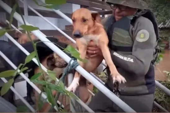 animais resgatados chuva