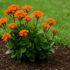 Kalanchoe perde flor se podada fora da época — veja o calendário certo