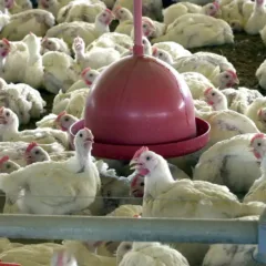 gripe aviária frango