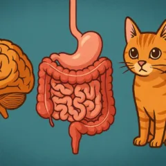 Você sabia que o intestino tem mais neurônios que o cérebro de um gato