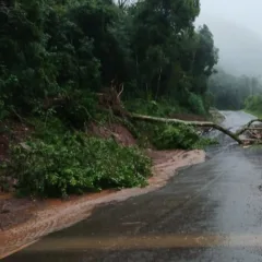 Árvore cai sobre rede elétrica e interdita estrada entre Vila Cristina e Santa Lúcia do Piaí, em Caxias do Sul