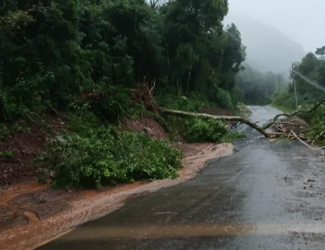 Árvore cai sobre rede elétrica e interdita estrada entre Vila Cristina e Santa Lúcia do Piaí, em Caxias do Sul