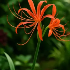 Conheça o lírio-aranha, a flor que se destaca com visual exótico