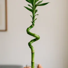 Meu bambu da sorte estava torto e opaco
