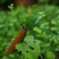 Lesmas no jardim solução caseira resolve sem agredir suas plantas