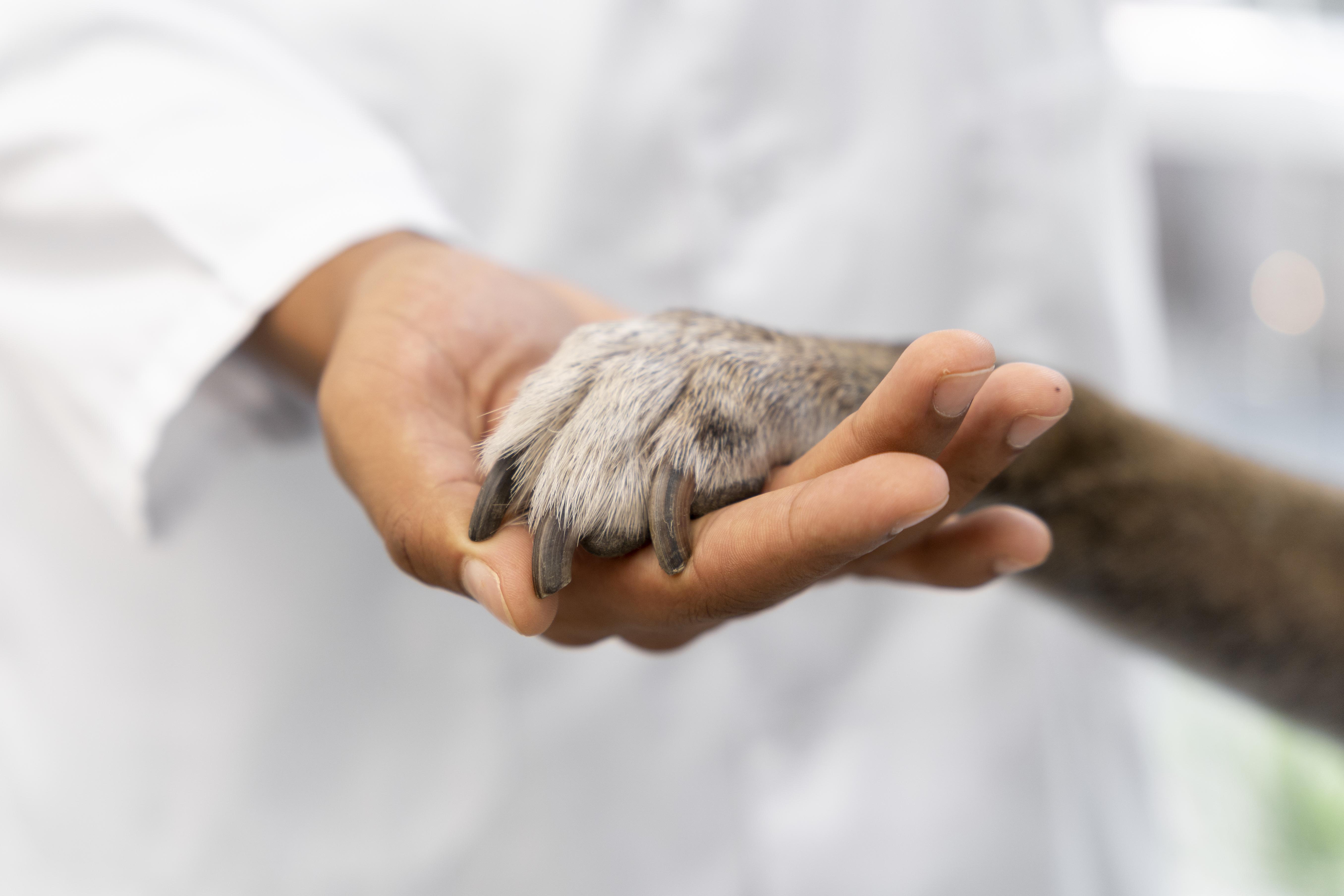 ONG fecha por falta de recursos para atender cães e gatos . Foto: Reprodução Freepik
