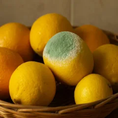 Deixar frutas cítricas na fruteira por muito tempo atrai fungos silenciosos