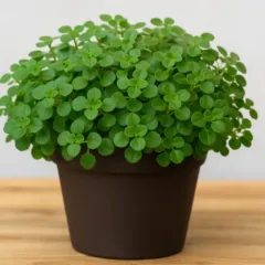 Tostão, a planta símbolo de fartura e que exige poucos cuidados