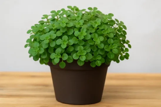 Tostão, a planta símbolo de fartura e que exige poucos cuidados