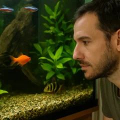 Coloque isso na água do aquário e veja seus peixes ornamentais mais ativos e saudáveis