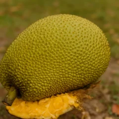 Enfiar o pé na jaca origem e sentido do ditado que usamos até hoje