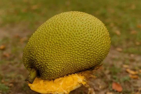 Enfiar o pé na jaca origem e sentido do ditado que usamos até hoje