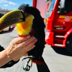 Foto: Corpo de Bombeiros/Divulgação