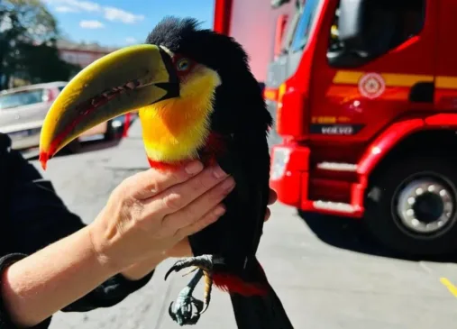 Foto: Corpo de Bombeiros/Divulgação