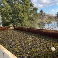 Prefeitura inicia limpeza da lagoa do Parque Oásis. Foto: Romila Amaral/Divulgação.
