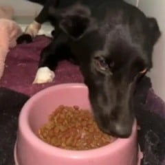Homem que mutilou cachorra tem prisão preventiva decretada na Serra Gaúcha