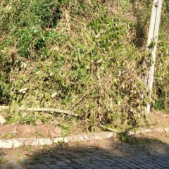 Galhos cortados por determinação da RGE seguem acumulados em calçada no bairro Zatt, em Bento Gonçalves