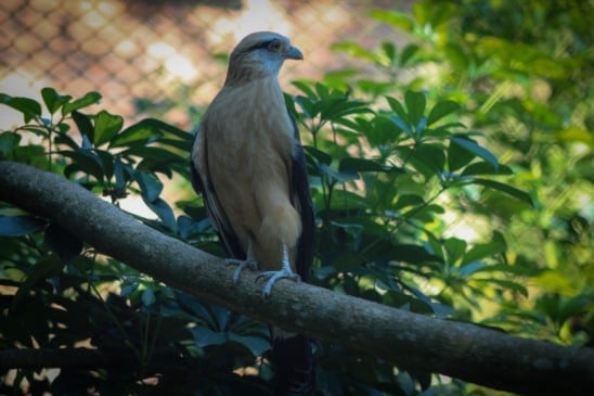 Zoológico de Sapucaia do Sul anuncia reabertura no dia 31 com isenção de ingressos
