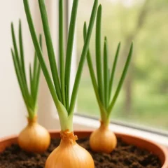 Como plantar cebola em vasos e colher direto da sua cozinha