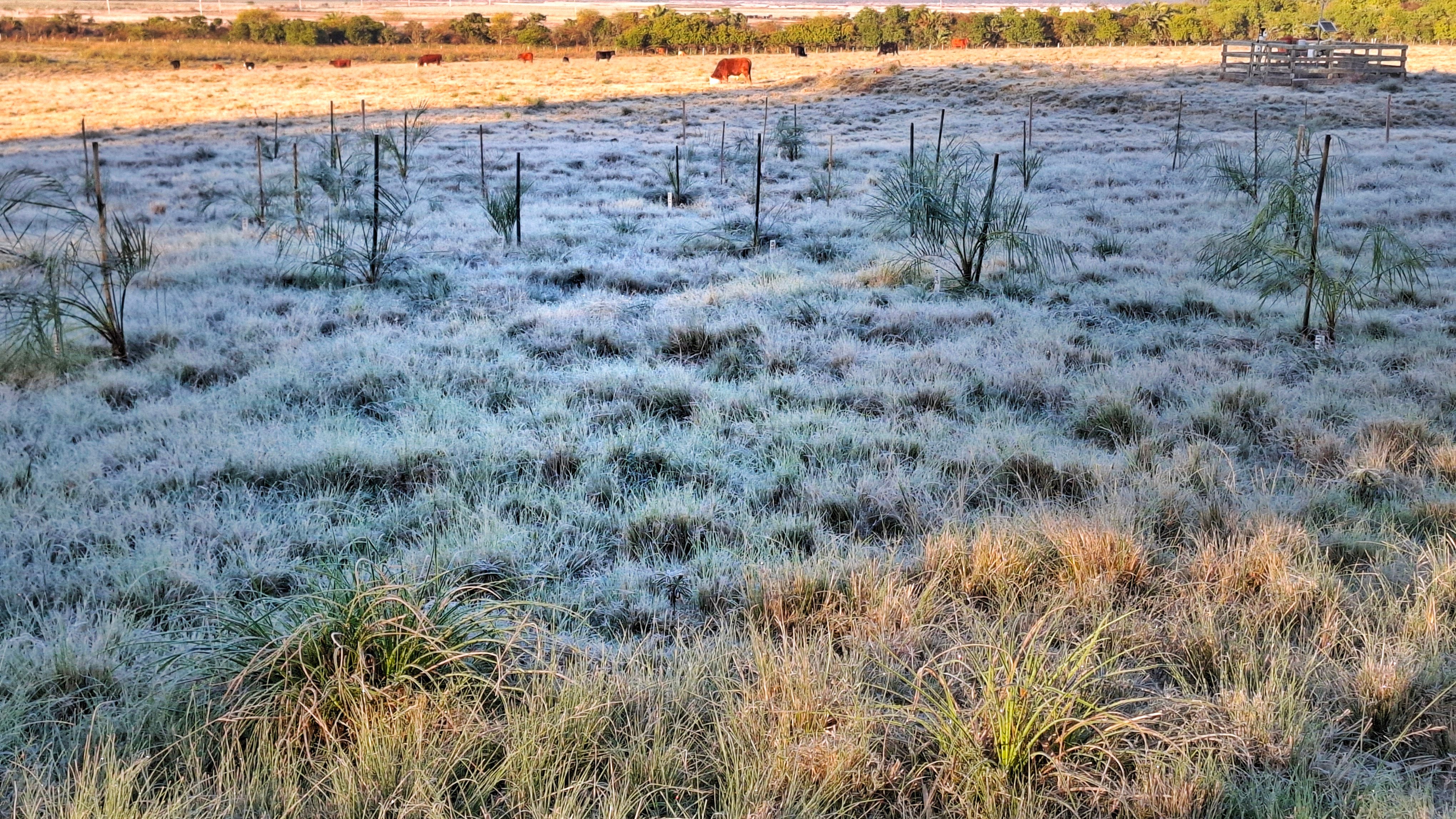 Frio intenso e geada voltam ao Rio Grande do Sul nos próximos dias