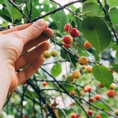 Mão colhendo cerejas maduras e cerejas verdes de um galho de árvore.