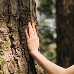Mão em contato com a casca de uma árvore, em um ambiente natural.
