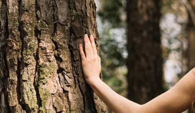 Mão em contato com a casca de uma árvore, em um ambiente natural.
