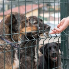 Projeto quer impedir nomeação de condenados por maus tratos a animais em cargos públicos de Caxias do Sul. Foto: Reprodução Freepik.