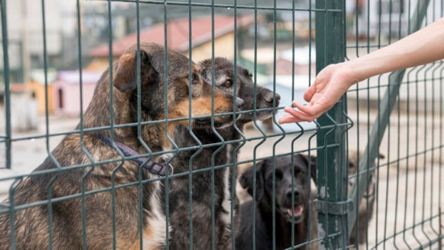 Projeto quer impedir nomeação de condenados por maus tratos a animais em cargos públicos de Caxias do Sul. Foto: Reprodução Freepik.