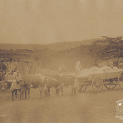 Foto: Arquivo Histórico Municipal João Spadari Adami - Álbum Recordação das Colônias. Transporte de mercadorias entres as coloniais Conde D’Eu, Dona Isabel, Alfredo Chaves, Antônio Prado e Caxias (Produção: 1885 - 1897)