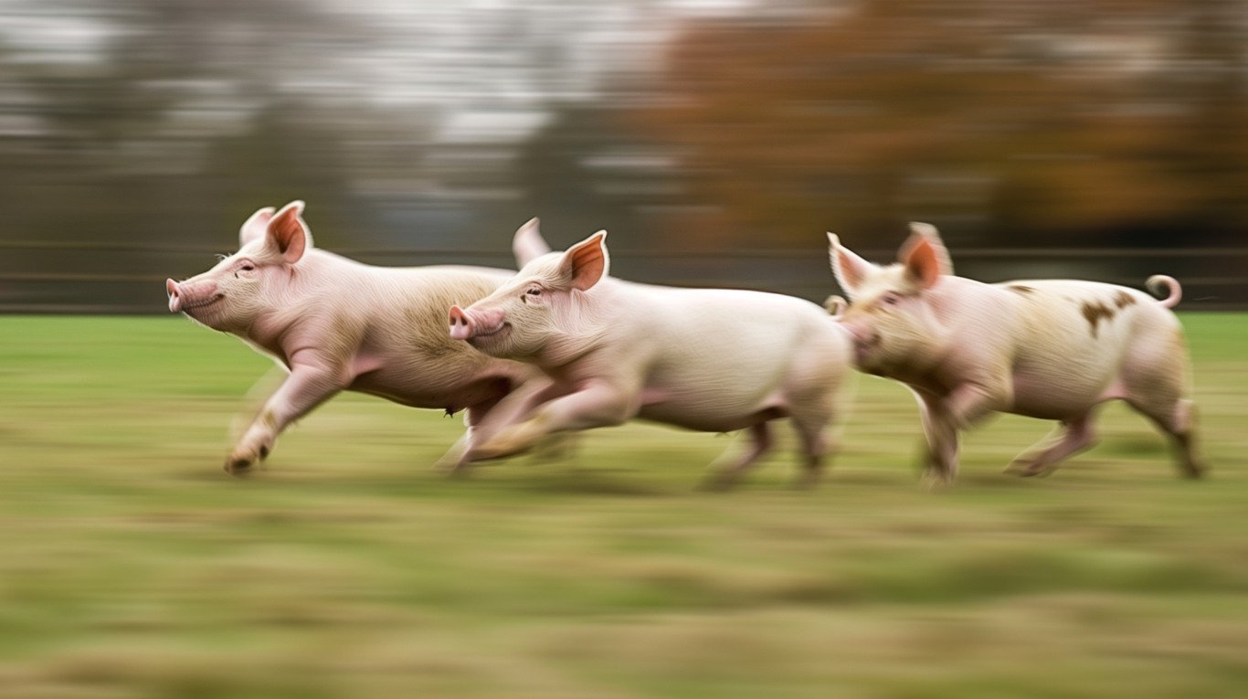 Justiça proíbe realização da 1ª Corrida do Porco no litoral gaúcho