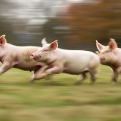 Justiça proíbe realização da 1ª Corrida do Porco no litoral gaúcho