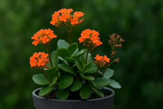Kalanchoe floresce em épocas curtas se receber luz indireta e água na medida