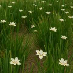 Moreia floresce melhor quando plantada em sol pleno e com solo úmido
