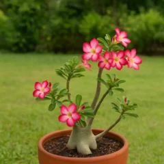 Rosa-do-deserto como adubar corretamente sem queimar as raízes