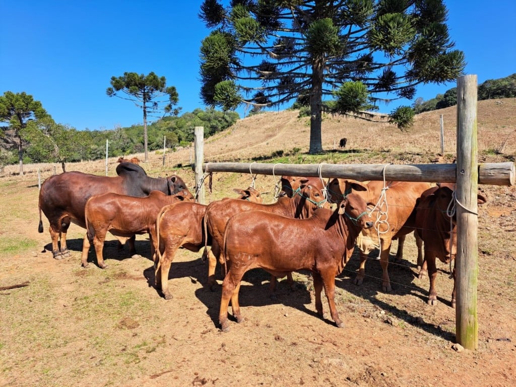 A pecuária caxiense marcará presença mais uma vez no principal evento do setor do Estado. (Foto: Alexandra Baldisserotto / Gado Sindi)