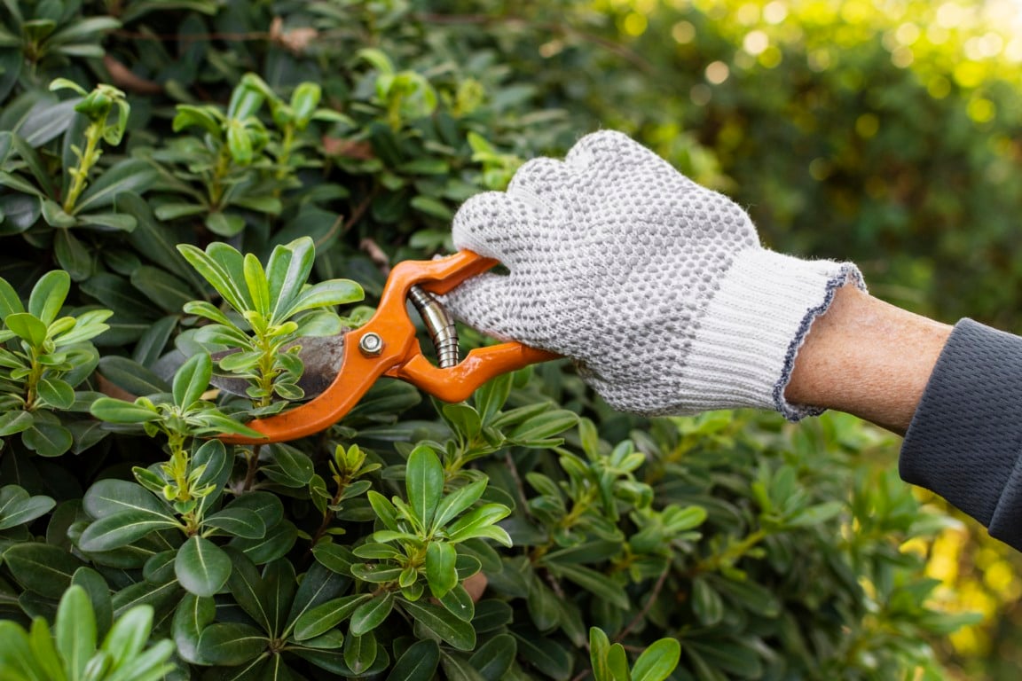 Plenário solicita informações sobre podas e supressões de árvores. Foto: Reprodução Freepik.