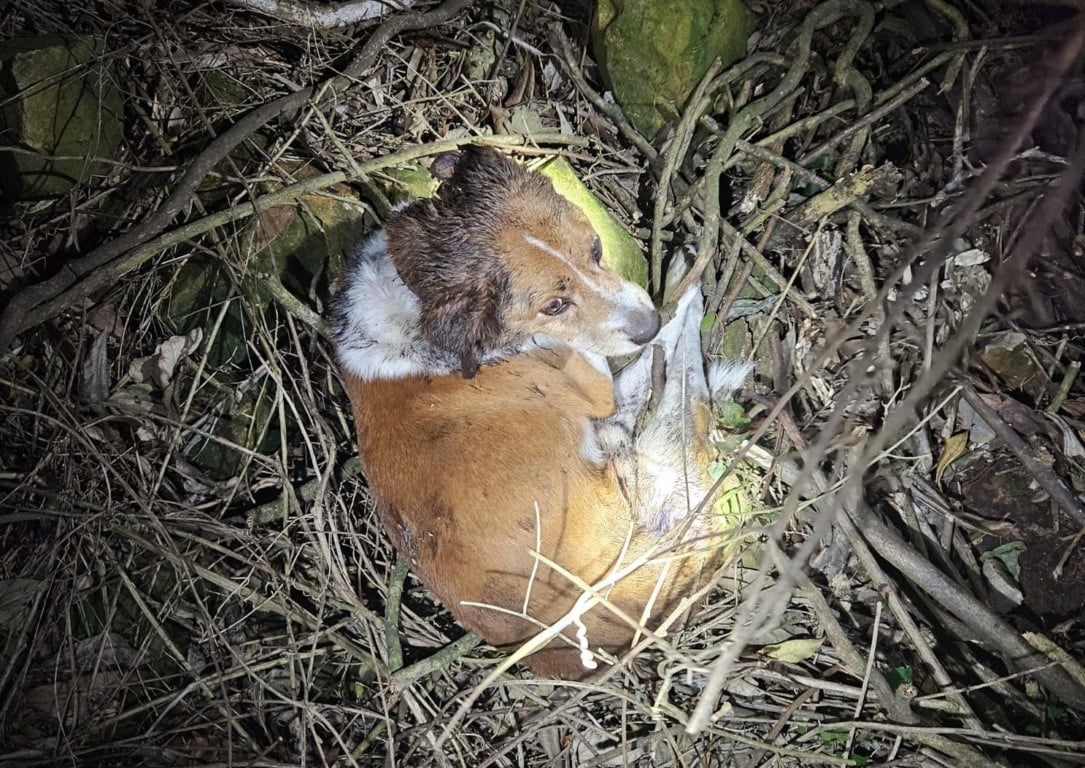 Bombeiros resgatam cachorro ferido em área de difícil acesso em Bento Gonçalves