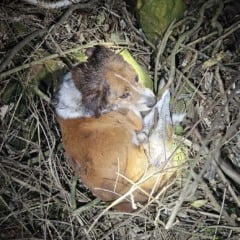 Bombeiros resgatam cachorro ferido em área de difícil acesso em Bento Gonçalves