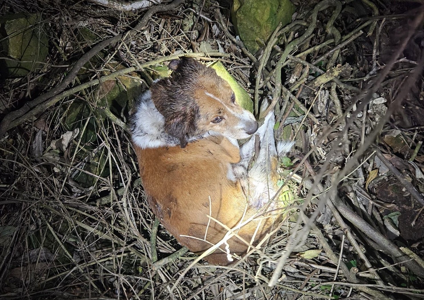 Bombeiros resgatam cachorro ferido em área de difícil acesso em Bento Gonçalves