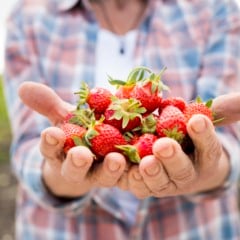 Freepik / Reprodução